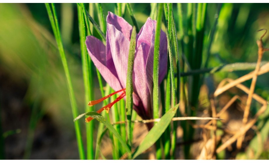 La récolte de safran  