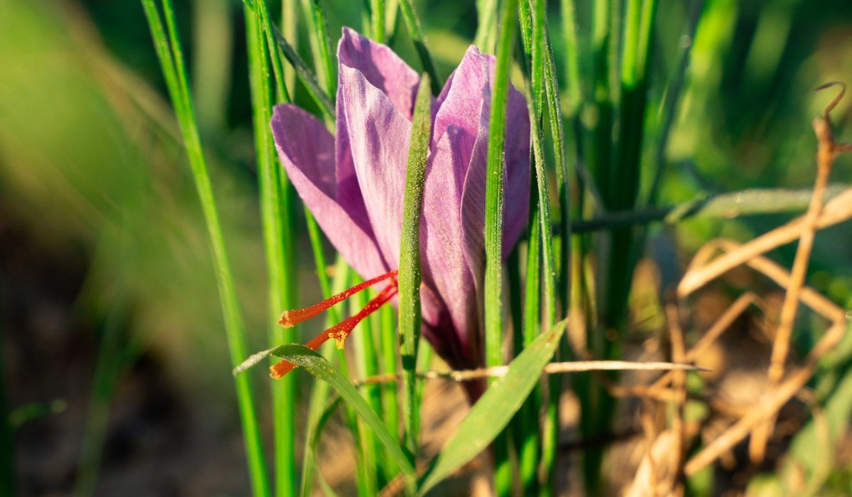 La récolte de safran  